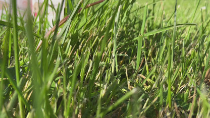 L'ALLECHANTE - Saumon